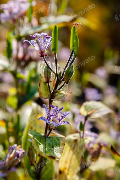 Preview: Toad Lily (Tricyrtis Hirta). Known Also As Hairy Toad Lily. Another Scientific Name Is Tricyrtis