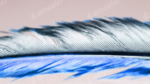 Preview: Colorful Hen Feather With Details And Reflexions