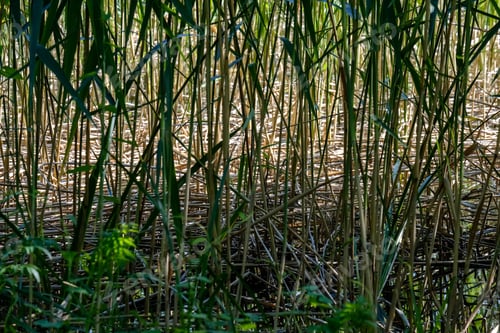 Preview: Deep Green Foliage In Summer Light For Backgrounds Or Textures Neutral Texture