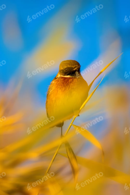 Preview: Cute Bird. Yellow Tree And Blue Sky Background. European Stonechat / Saxicola Rubicola