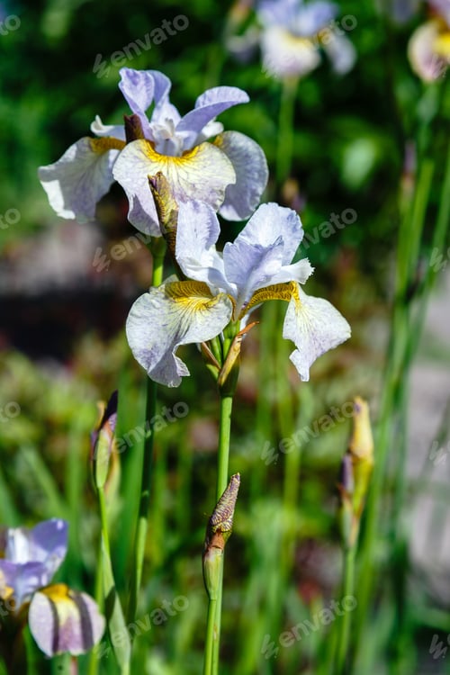 Preview: Iris Sibirica Sort Salamander In Spring Garden