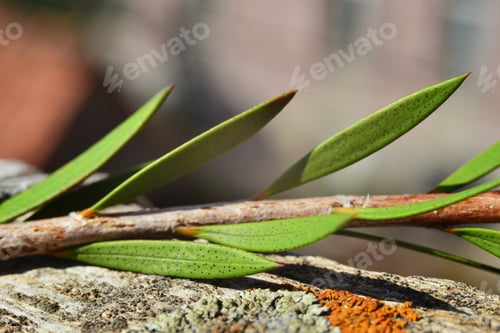 Preview: Callistemon Citrinus Branch With Leaves