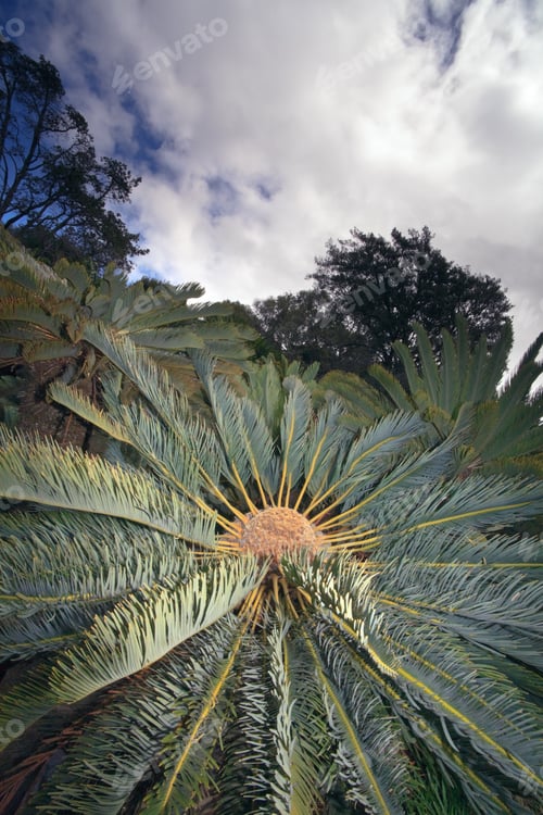 Aperçu: Palm Tree Under Cloudy Sky, South Africa