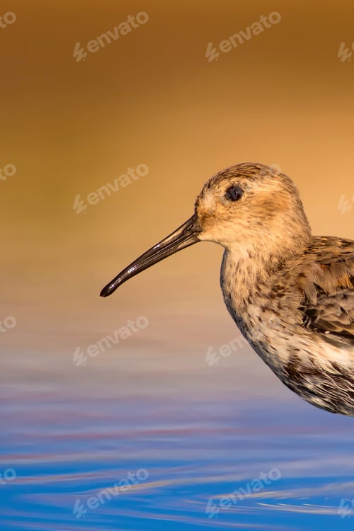 Preview: Cute Water Bird. Yellow Blue Water Background. Bird: Curlew Sandpiper. Calidris Ferruginea.