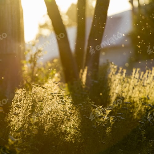 Preview: Milfoil (Achillea Millefolium) - Plant Against The Light In The Sunset Light