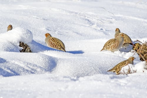 Preview: Partridge. Winter Nature Background. Bird: Grey Partridge. Perdix Perdix.