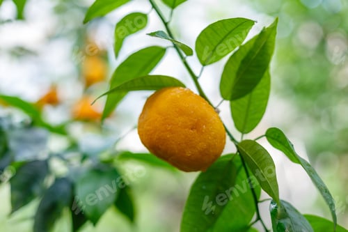 Preview: Plants And Fruits Of Citrus In A Greenhouse Or Winter Garden, Orangery, Hot House. Growing Citrus