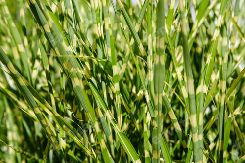 Preview: Grass Miscanthus In The Garden. The Green Background Of The Grass Miscanthus.