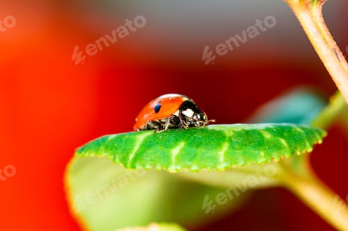 Preview: Cute Lady Bird. Natural Red Background. Ladybug.