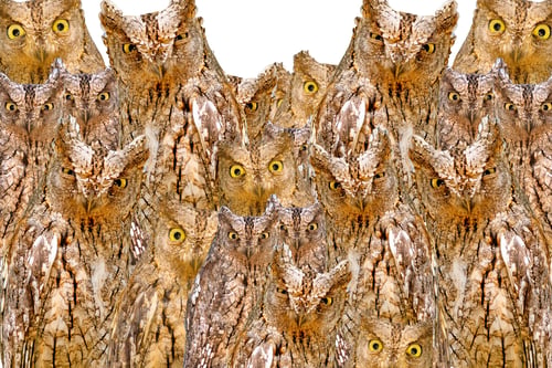 Preview: Amazing Owls Faces Texture. Brown Yellow Camouflage Background. Isolated Birds: Eurasian Scops Owl