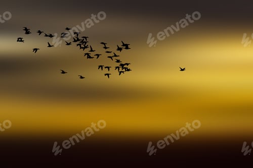 Preview: Flock Of Birds Flying. Sunset Sky Background.