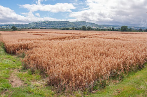 Preview: Wheat Field In The Summer Countryside Of England.