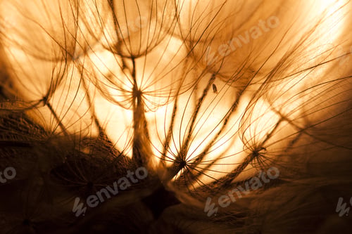 Preview: Abstract Composition With Dandelion Seeds - Extreme Closeup With Soft Focus