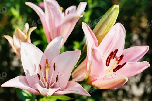 Preview: Beautiful Flowers Of Pink Lilium In Green Garden In Summer Day, Nature Background