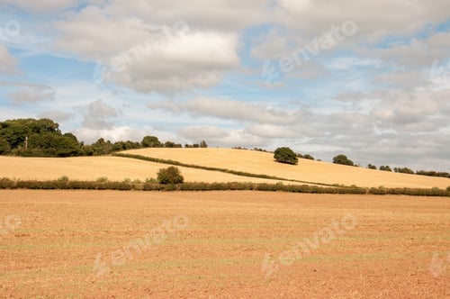 Preview: Yellow Fields Of Summertime In The English Countryside.
