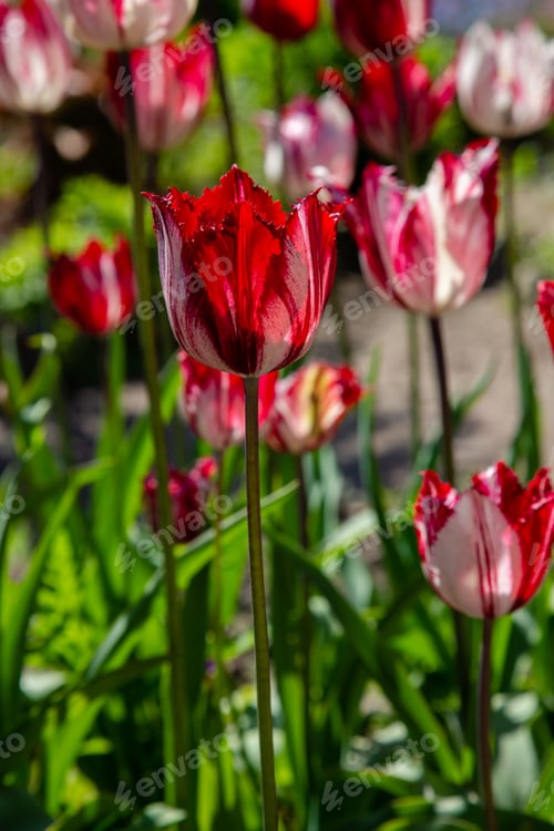 Preview: Beautiful Tulip White With Red In The Spring Garden. The Cultivation Of Bulbous Plants. Tulips Are