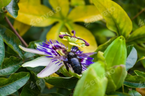 Preview: Passion Flower Passiflora Caerulea Passionflower Against Green Garden Background