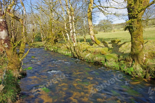 Preview: The River Fowey And Its Banks Looking Upstream In Early Spring Sunlight As It Flows Through Bodmin
