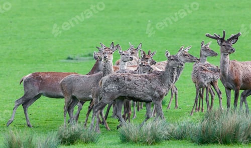 Preview: Deers In Sainte Croix, France