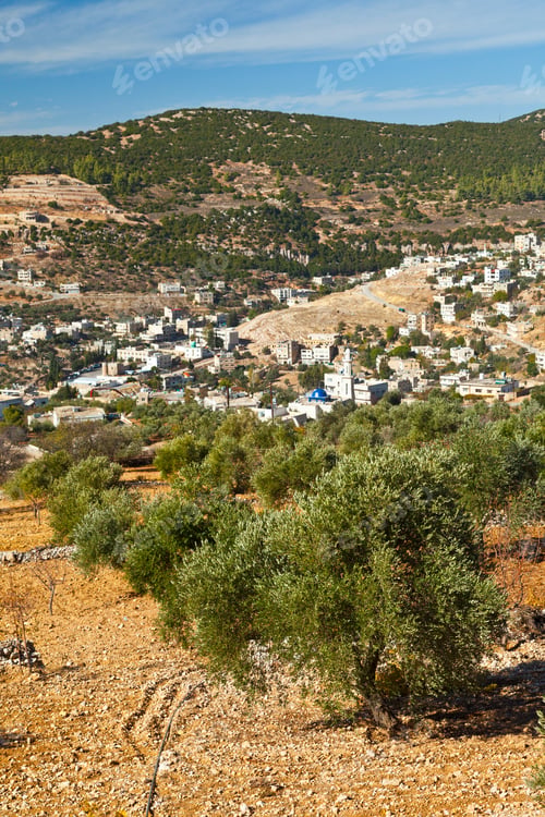 Preview: Olive Grove And Ajloun Village In Jordan, The Middle East Of Asia