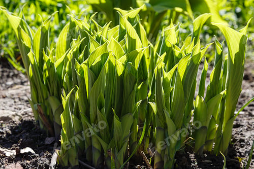 Preview: Hosta Is A Genus Of Plants Commonly Known As Hostas, Plantain Lilies. Hosta In Spring Garden.