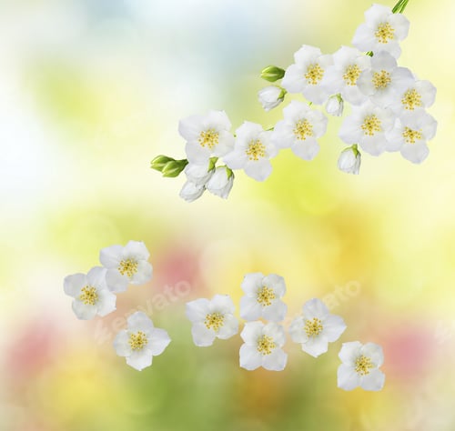Preview: White Jasmine. The Branch Delicate Spring Flowers