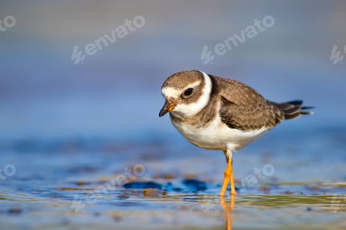Preview: Cute Little Water Bird. Water And Sand Background. Bird: Common Ringed Plover. Charadrius Hiaticula.