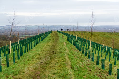 Preview: Rows Of Planted Trees Example