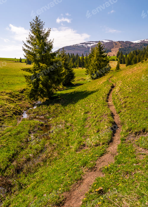Preview: Path Through Grassy Slope In To The Forest. Beautiful Springtime Landscape With Snowy Mountain Tops