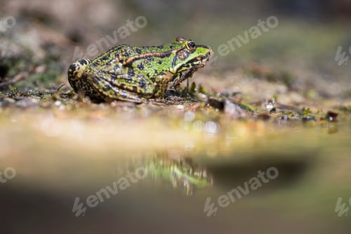 Preview: Female Pool Frog At Edge Of Pond In Forest.