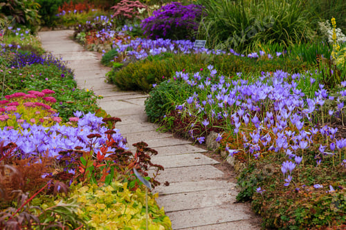 Preview: Flowers In The Autumn Garden. Perennials In The Botanical Garden In Autumn.