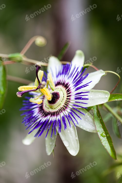 Preview: Passion Flower (Passiflora Incarnata) With Details