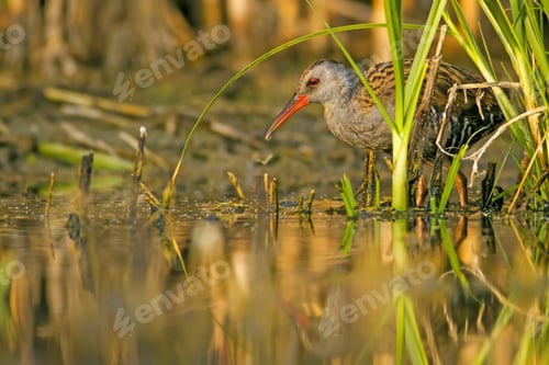 Preview: Nature And Bird. Colorful Nature Habitat Background. Bird: Water Rail. Rallus Aquaticus.