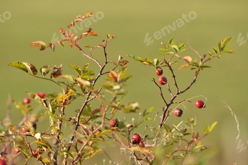 Preview: Dog Rose (Rosa Canina) Branches With Ripe Fruits