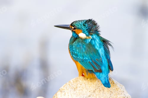 Preview: Colorful Bird Kingfisher. Winter Nature Background. Bird: Common Kingfisher. Alcedo Atthis.