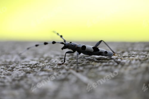 Preview: Rosalia Longicorn (Rosalia Alpina) Or Alpine Longhorn Beetle Swabian Jura Germany