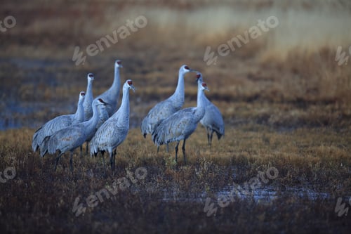 Preview: Sandhill Crane Bosque Del Apache Wildlife Reserve New Mexico Usa