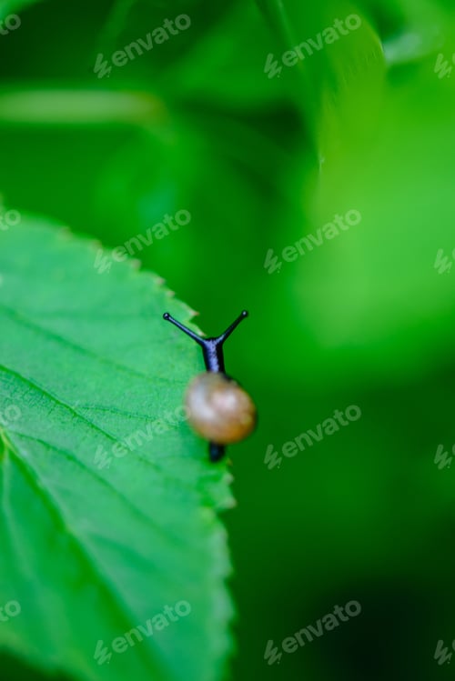 Preview: Green Spring Foliage Macro Close Up In Nature. Textured Background Image, Blur Background