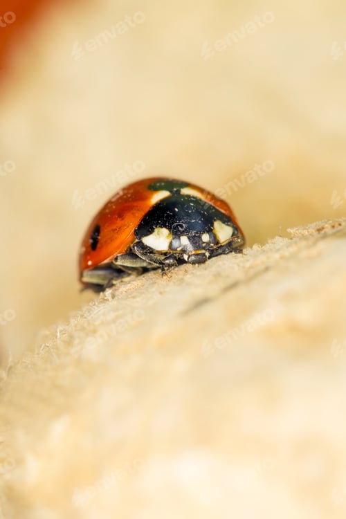Preview: Cute Red Ladybird. Yellow Tree Body Background. Macro Photography.