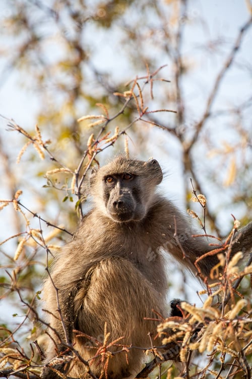 Preview: Baboon In The South Luangwa National Park, Zambia.