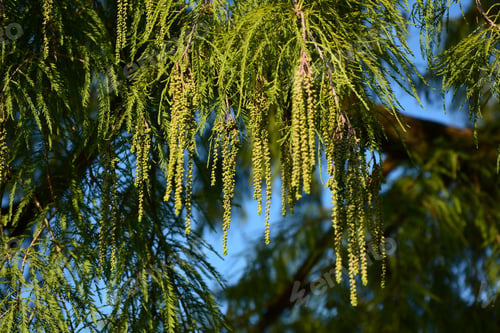 Preview: Drooping Panicles Of Bald Cypress Male Cones