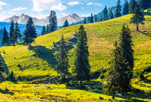 Preview: Composite Image With Spruce Forest On A Grassy Hill In High Tatra Mountains. Wonderful Summer