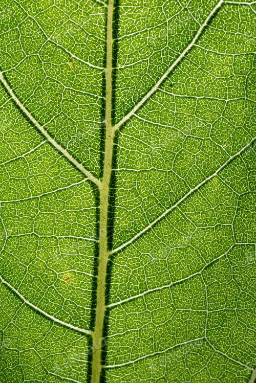 Preview: Leaf Macro Pattern Of Green