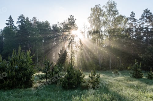 Preview: Morning Sun Beams In The Summer Forest In Latvia With Fresh Dew On The Leaves