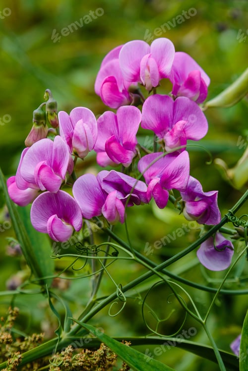 Preview: Sweet Pea Flowers (Lathyrus Odoratus) In Garden.
