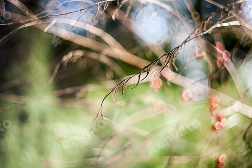 Preview: Dried Asparagus Plant With Seeds