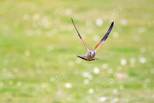Preview: Flying Falcon. Nature Background. Lesser Kestrel / Falco Naumanni
