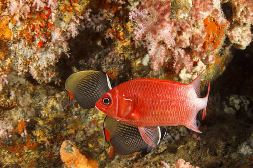 Preview: Red Fish