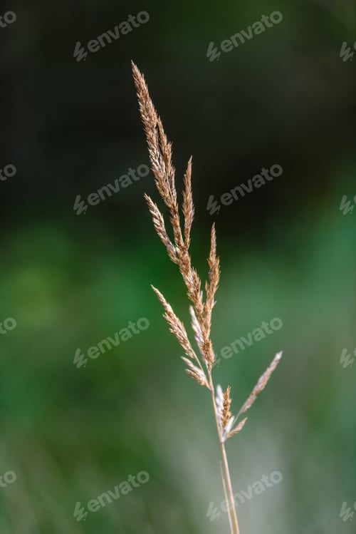 Preview: Autumn Grass Bents Against Green Background In Warm Day. Countryside