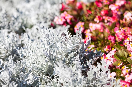 Preview: Senecio Cineraria And Begonia Semperflorens Plants In Botanical Garden